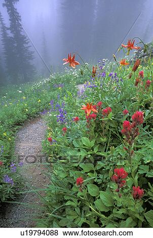 Stock Photo - indian, creek, wildflowers, subalpine, trail, kautz. Fotosearch