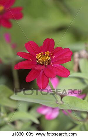 island, flowers, north, gardens, japanese, lovely View Large Photo Image Stock Photography - island, flowers, north, gardens, japanese, lovely. Fotosearch