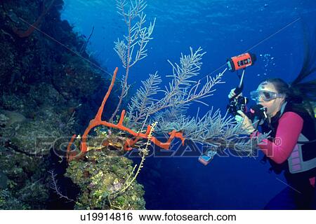 Stock Photograph - island, scuba, cayman, little, diving, underwater. Fotosearch