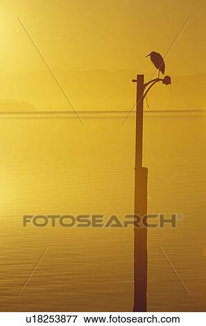 Stock Photo - island, silhouetted, heron, bird, wildlife. Fotosearch