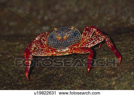 Stock Image - islands, colon, galapagos, ecuador, archipelago, animals. Fotosearch