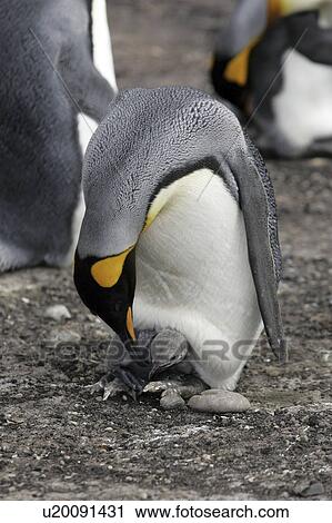 islands, penguin, falkland, baby, mother, king View Large Photo Image Stock Image - islands, penguin, falkland, baby, mother, king. Fotosearch
