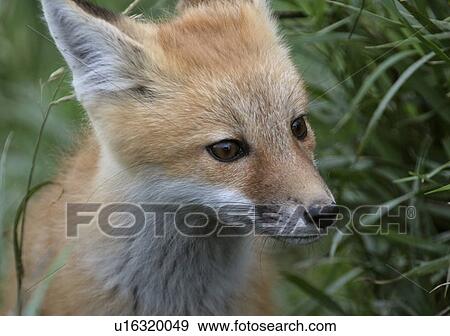 Stock Photo - its, red, out, looking, fox, young. Fotosearch