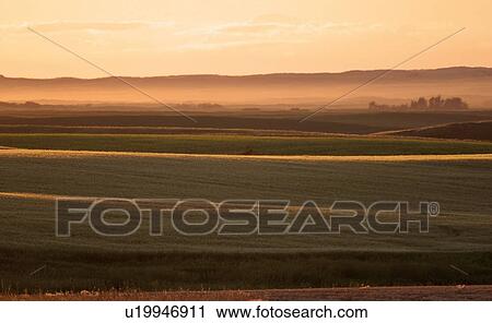 Stock Image - jaw, crop, moose, hills, rolling, ripening. Fotosearch