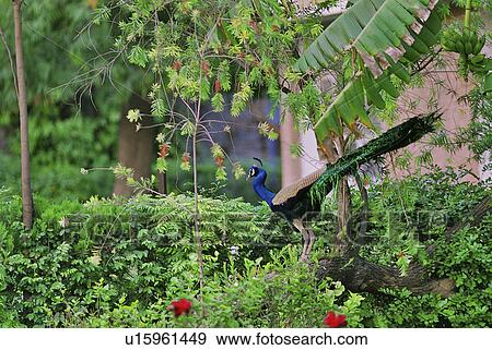 Stock Photo - joy, bird, colorful, dance, dancing, peacock. Fotosearch