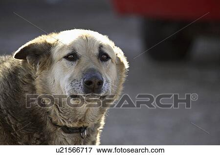 junkyard, rural, dog, older View Large Photo Image Stock Photo - junkyard, rural, dog, older. Fotosearch
