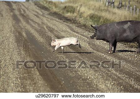 keeler, piglet, west, road, crossing, sow View Large Photo Image Stock Photo - keeler, piglet, west, road, crossing, sow. Fotosearch