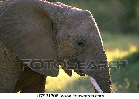 Stock Photograph - kenya, elephant, samburu, africana, loxodonta, african. Fotosearch