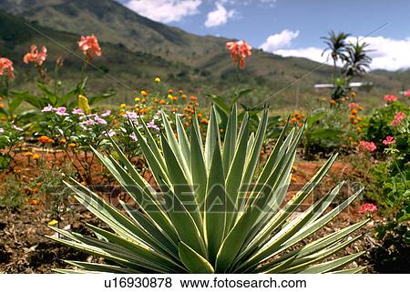 kenya, flowers, plant, vera, aloe, colorful View Large Photo Image Stock Photo - kenya, flowers, plant, vera, aloe, colorful. Fotosearch
