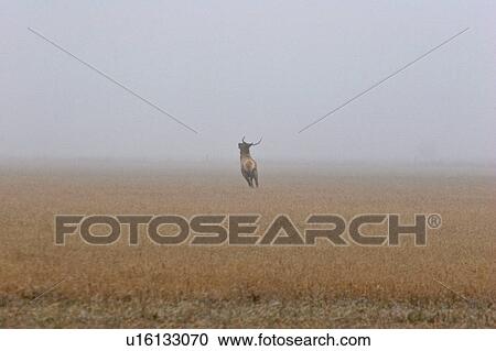 Stock Image - lake, elk, pound, buffalo, field, male. Fotosearch