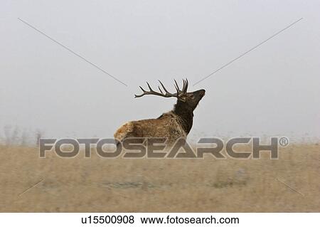 lake, elk, pound, buffalo, field, male View Large Photo Image Stock Photo - lake, elk, pound, buffalo, field, male. Fotosearch