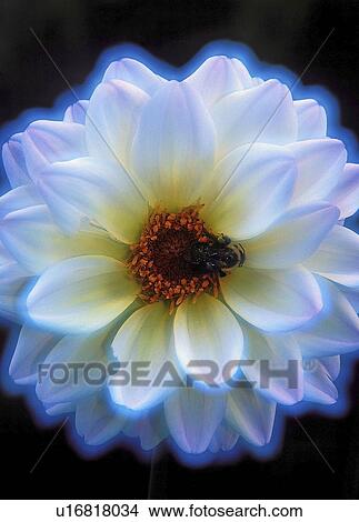 Picture - lake, inside, swan, dahlia, garden, bee. Fotosearch