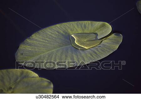 Picture - lake, water, lynx, leaves, lily, yellow. Fotosearch