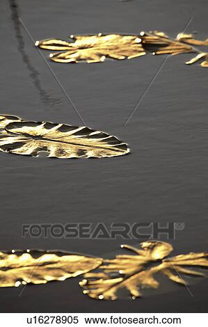 lake, water, lynx, leaves, lily, yellow View Large Photo Image Stock Photography - lake, water, lynx, leaves, lily, yellow. Fotosearch
