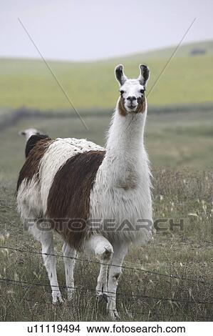 Picture - lama, pasture, canada, saskatchewan, scenic, llama. Fotosearch