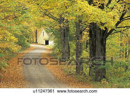 lane, usa, vt, end, autumn, forest View Large Photo Image Stock Image - lane, usa, vt, end, autumn, forest. Fotosearch