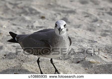 Stock Photography - larus, gull, usa, florida, beach, laughing. Fotosearch