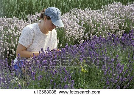 lavender, released, harvesting, farm, wa, model View Large Photo Image Stock Photo - lavender, released, harvesting, farm, wa, model. Fotosearch