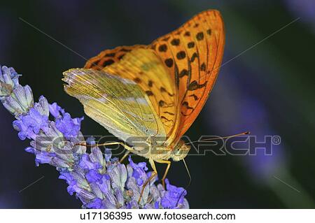 Stock Photography - lavender, washed, paphia, argynnis, fritillary, silver. Fotosearch