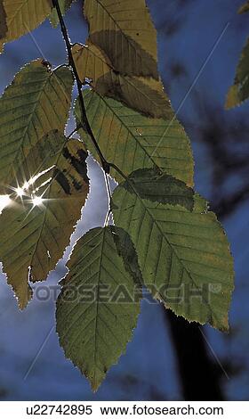 leaves, shining, hornbeam, american, through, sun View Large Photo Image Stock Photography - leaves, shining, hornbeam, american, through, sun. Fotosearch