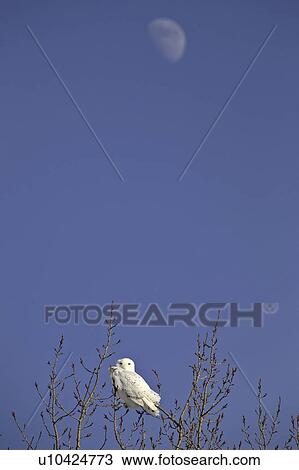 length, owl, large, scandiacus, bubo, snowy View Large Photo Image Stock Image - length, owl, large, scandiacus, bubo, snowy. Fotosearch