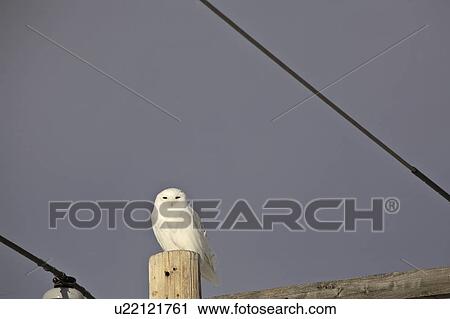 Stock Image - length, owl, large, scandiacus, bubo, snowy. Fotosearch