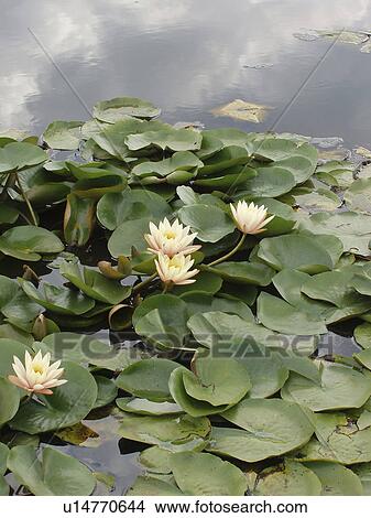 Picture - lily, peaceful, beautiful, reflection, water. Fotosearch