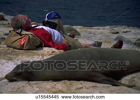 Stock Photography - lion, photographer, sea, sleeping, lying, tourist. Fotosearch
