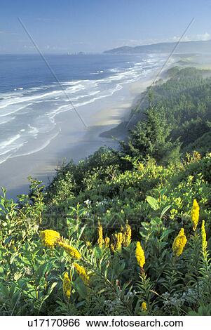 Stock Photograph - lookout, oregon, tillamook, coast, fog, morning. Fotosearch