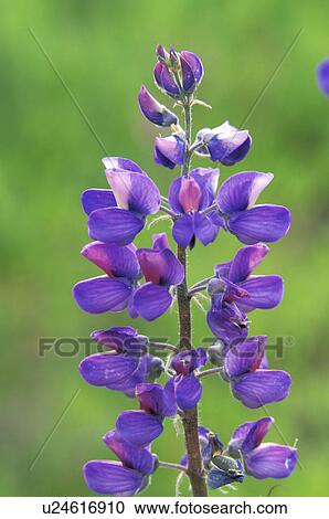 lupine, subalpinus, latifolius, lupinus, subapine View Large Photo Image Stock Image - lupine, subalpinus, latifolius, lupinus, subapine. Fotosearch