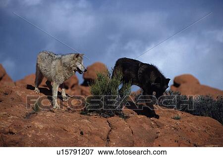 lupus, mammals, canis, gray, wolf, animals View Large Photo Image Stock Photo - lupus, mammals, canis, gray, wolf, animals. Fotosearch