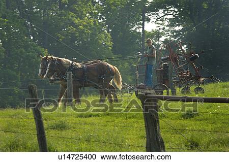 male, rake, hay, driving, young View Large Photo Image Stock Image - male, rake, hay, driving, young. Fotosearch