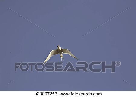marshes, tern, lake, chaplin, flight, forsters View Large Photo Image Stock Image - marshes, tern, lake, chaplin, flight, forsters. Fotosearch