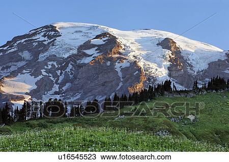 meadow, mt, creek, edith, rainier, mount View Large Photo Image Stock Image - meadow, mt, creek, edith, rainier, mount. Fotosearch