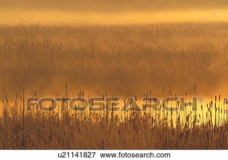 Stock Photo - mellow, sunrise, marsh, spencer, wa, snohomish. Fotosearch