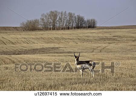 member, antelope, surviving, americana, antilocapra, pronghorn View Large Photo Image Stock Photography - member, antelope, surviving, americana, antilocapra, pronghorn. Fotosearch