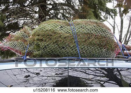 Stock Photograph - mesh, cut, wrapped, tree, christmas, freshly. Fotosearch