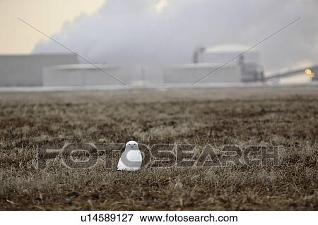 Stock Photo - mine, owl, potash, mosaic, ground, snowy. Fotosearch