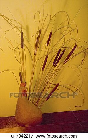 Stock Photo - minnesota, arrangement, paul, vase, cattails, beautiful. Fotosearch
