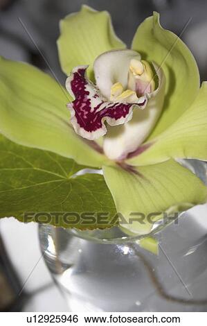 Stock Photograph - minnesota, display, paul, museum, science, orchid. Fotosearch