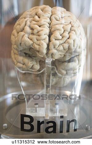 Stock Image - minnesota, exhibit, paul, museum, science, brain. Fotosearch