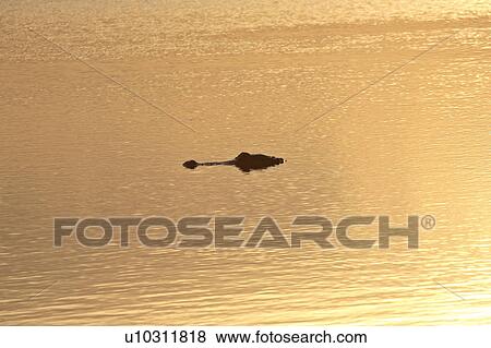 mississippienis, alligator, usa, florida, scenic, american View Large Photo Image Stock Photo - mississippienis, alligator, usa, florida, scenic, american. Fotosearch