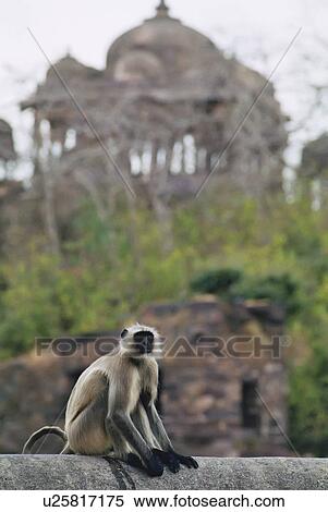 monkey, langur, black, indian, ranthambore View Large Photo Image Stock Photography - monkey, langur, black, indian, ranthambore. Fotosearch