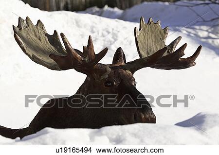 moose, drift, snow, replica View Large Photo Image Picture - moose, drift, snow, replica. Fotosearch