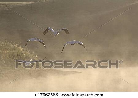 Stock Photograph - morning, white, through, flight, pelicans, american. Fotosearch