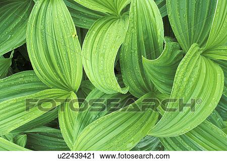 mount, area, botany, hellebore, washington, rain View Large Photo Image Stock Image - mount, area, botany, hellebore, washington, rain. Fotosearch