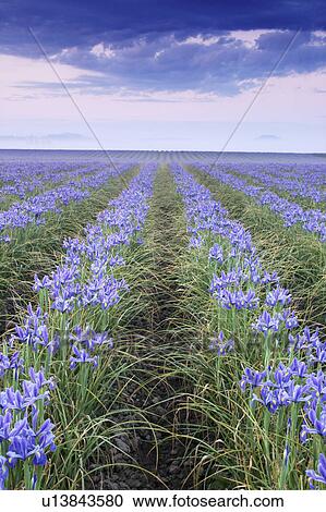 mount, blue, morning, foggy, iris, field View Large Photo Image Stock Image - mount, blue, morning, foggy, iris, field. Fotosearch