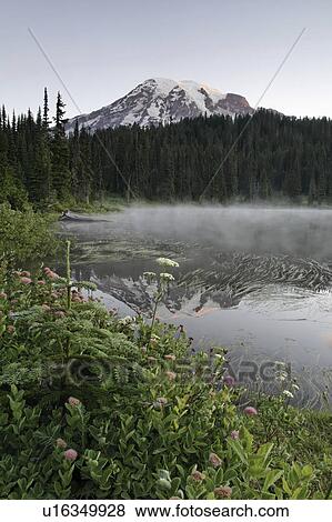 mount, spiraea, lakes, reflection, shore, subalpine View Large Photo Image Stock Photo - mount, spiraea, lakes, reflection, shore, subalpine. Fotosearch