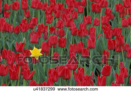 Stock Photo - mount, valley, unique, daffodil, flower, plants. Fotosearch