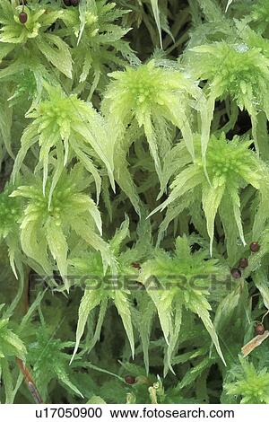 mountians, green, cascade, washington, sphagnum, common View Large Photo Image Stock Image - mountians, green, cascade, washington, sphagnum, common. Fotosearch